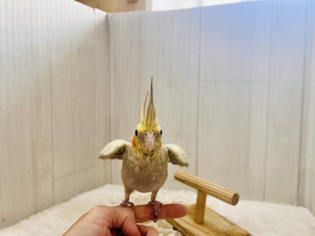オカメインコ