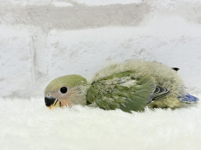 コザクラインコ（小桜インコ）