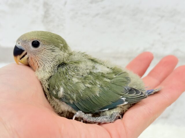 コザクラインコ（小桜インコ）