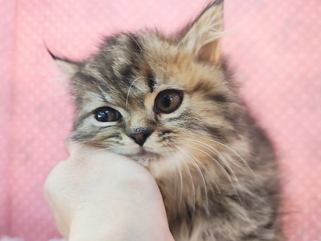 スコティッシュフォールド