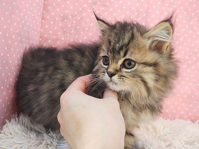 スコティッシュフォールド