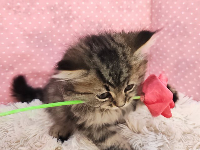 スコティッシュフォールド