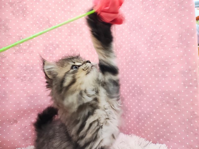 スコティッシュフォールド