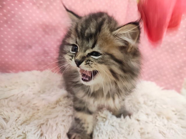 スコティッシュフォールド