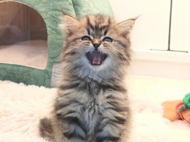 スコティッシュフォールド