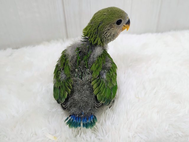コザクラインコ（小桜インコ）