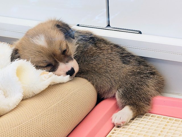 ウェルシュコーギー・ペンブローグ