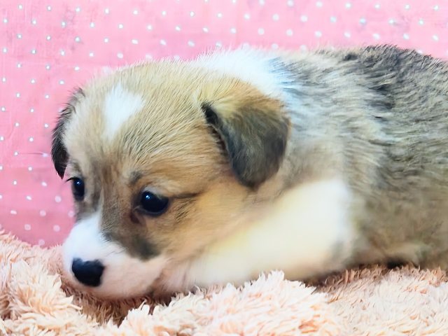 ウェルシュコーギー・ペンブローグ