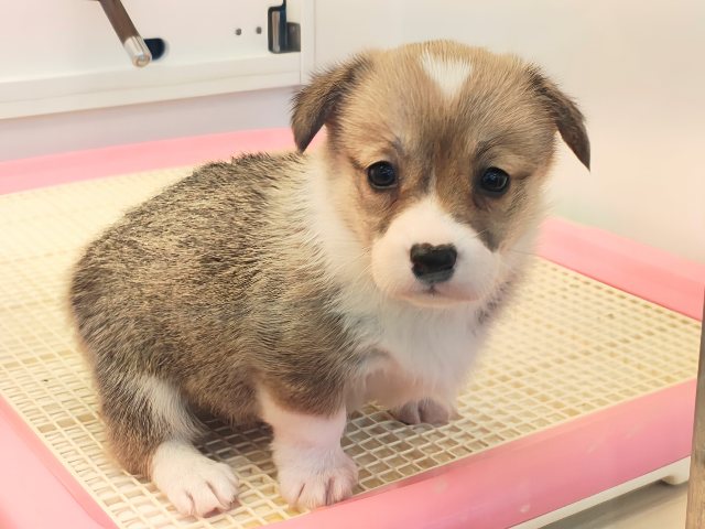 ウェルシュコーギー・ペンブローグ