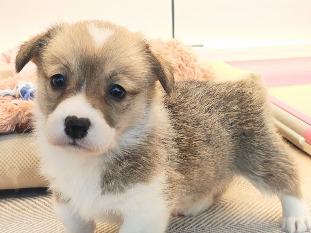 ウェルシュコーギー・ペンブローグ