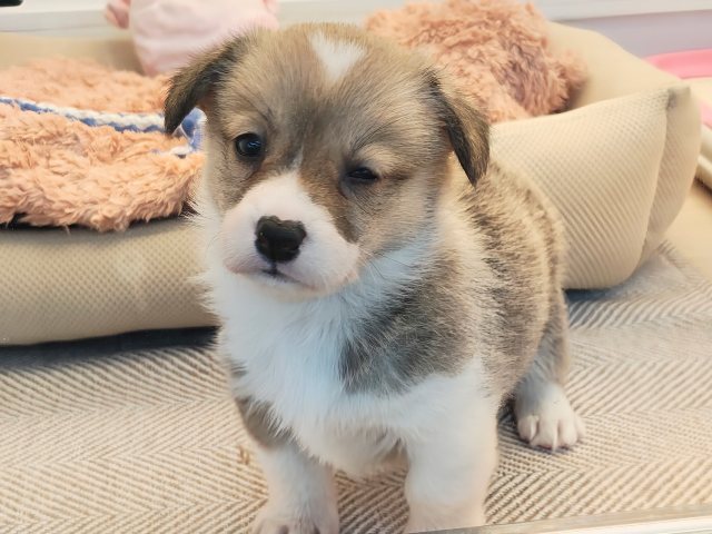 ウェルシュコーギー・ペンブローグ