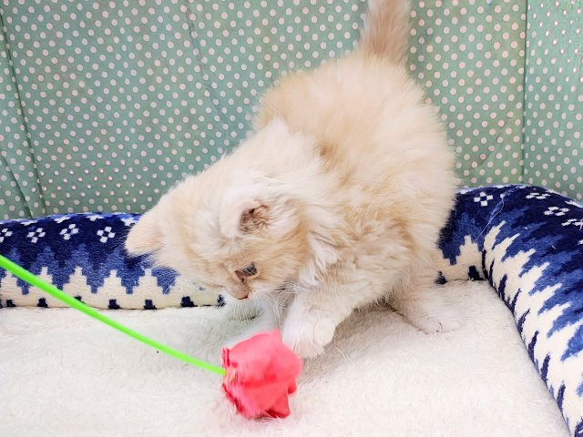 スコティッシュフォールド