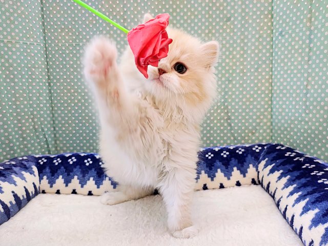 スコティッシュフォールド