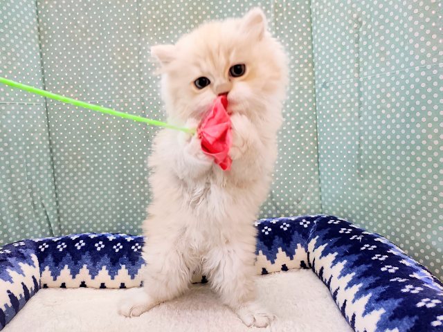 スコティッシュフォールド