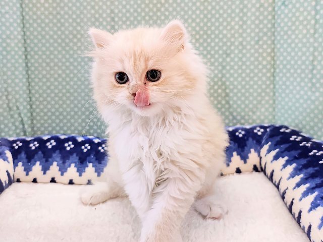 スコティッシュフォールド