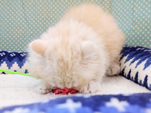 スコティッシュフォールド