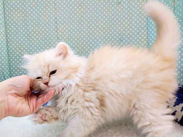 スコティッシュフォールド