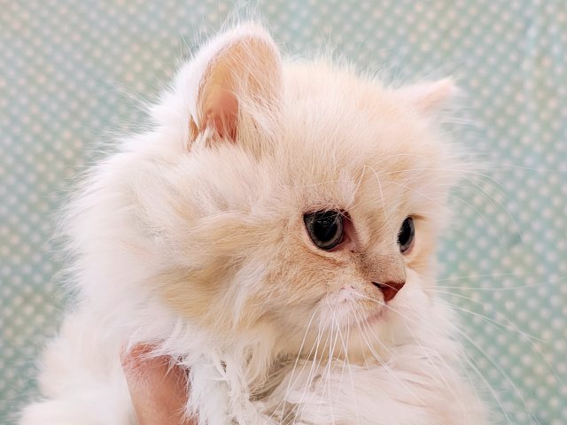 スコティッシュフォールド