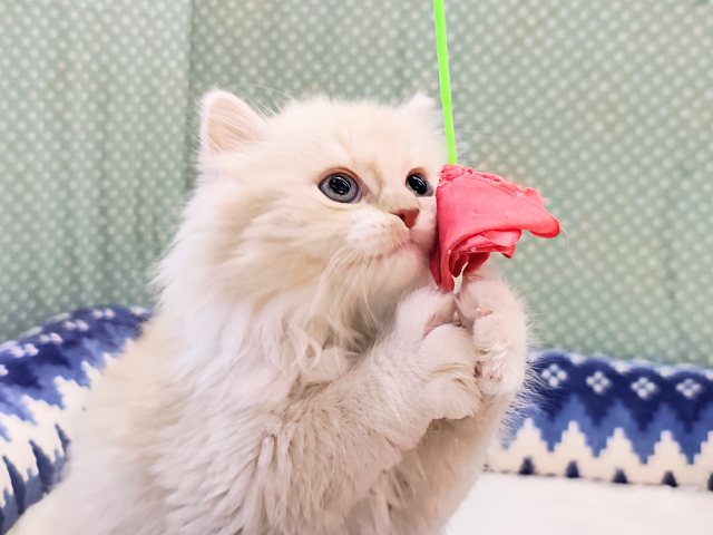 スコティッシュフォールド