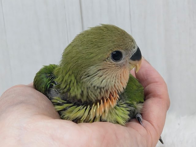 コザクラインコ（小桜インコ）
