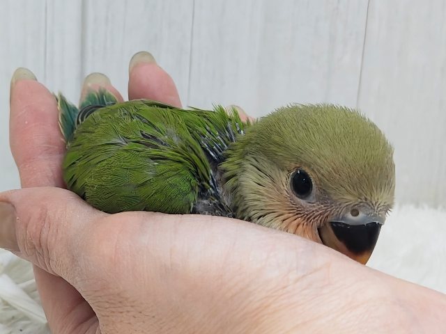 コザクラインコ（小桜インコ）