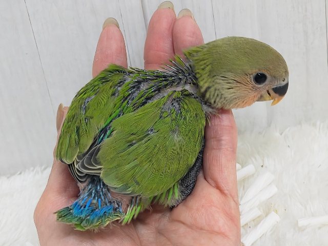 コザクラインコ（小桜インコ）