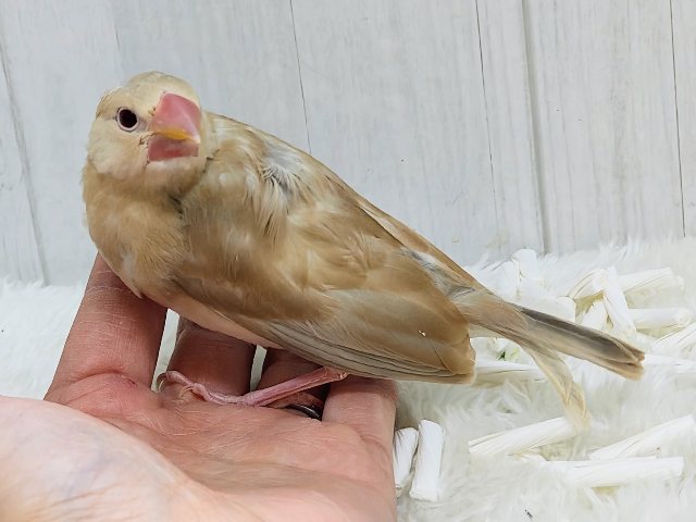 シナモン文鳥