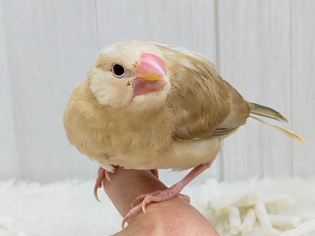 シナモン文鳥