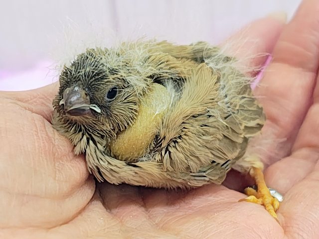 ジャンボキンカチョウ