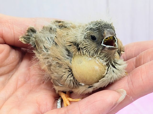 ジャンボキンカチョウ