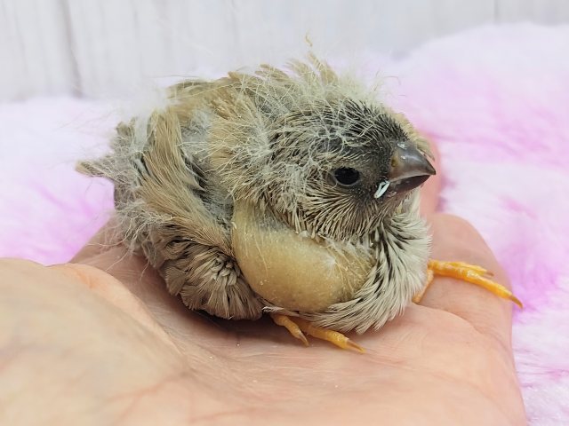 ジャンボキンカチョウ