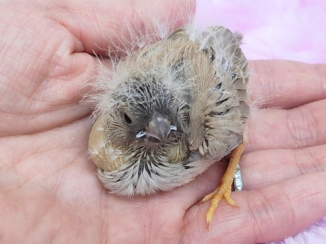 ジャンボキンカチョウ