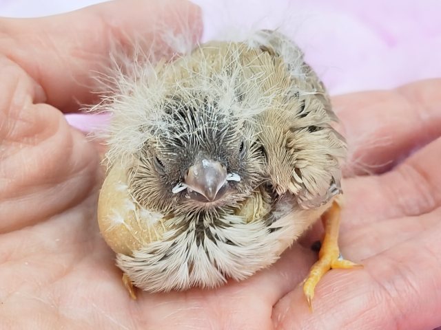 ジャンボキンカチョウ