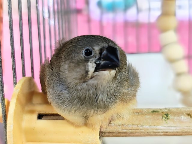 錦花鳥（キンカチョウ）