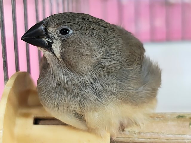 錦花鳥（キンカチョウ）