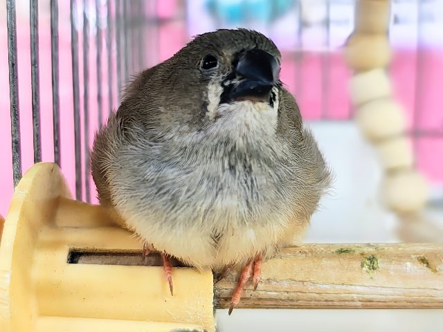 錦花鳥（キンカチョウ）