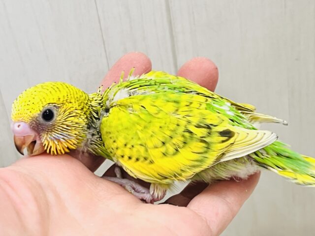 セキセイインコ