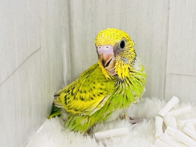 セキセイインコ