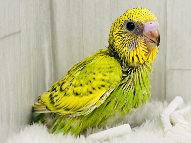 セキセイインコ