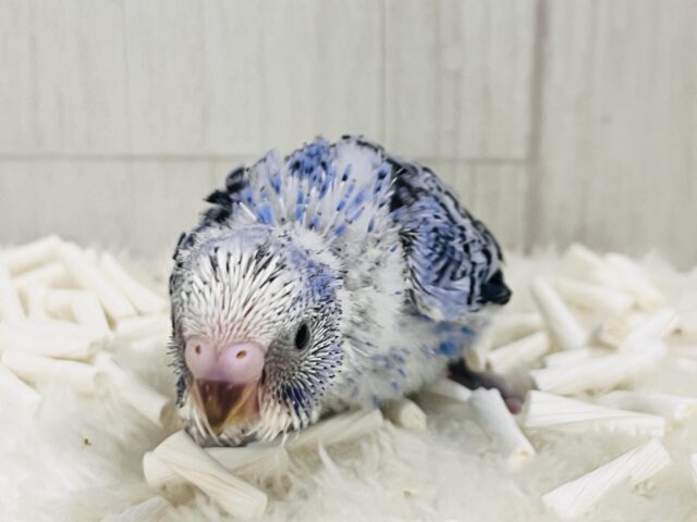 セキセイインコ