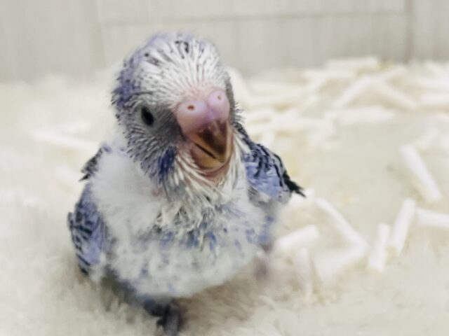 セキセイインコ