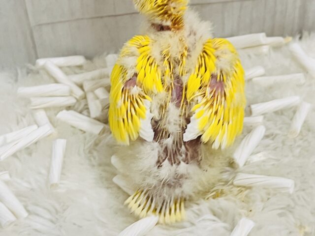 コザクラインコ（小桜インコ）