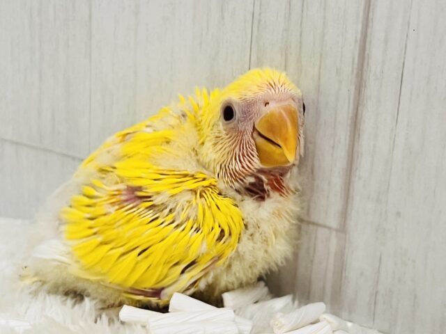 コザクラインコ（小桜インコ）