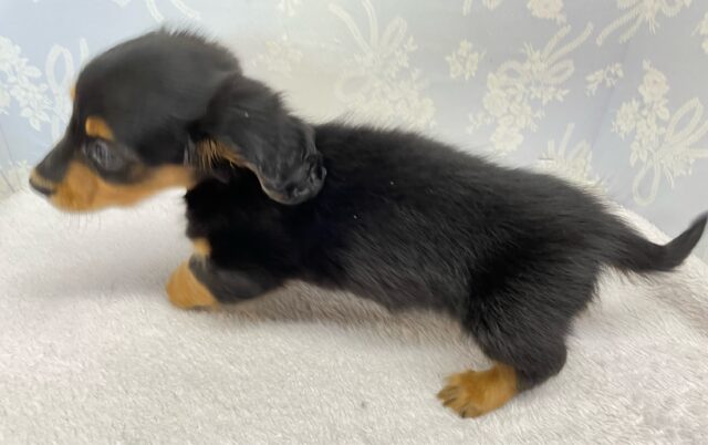 カニンヘンダックス