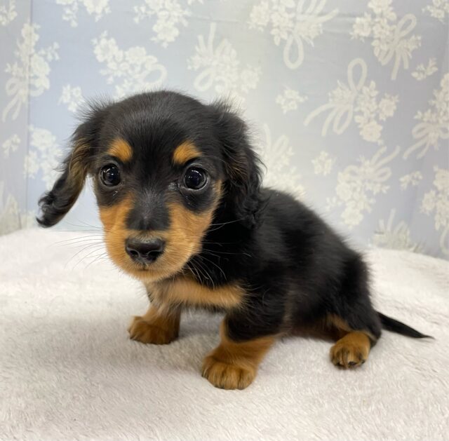 カニンヘンダックス