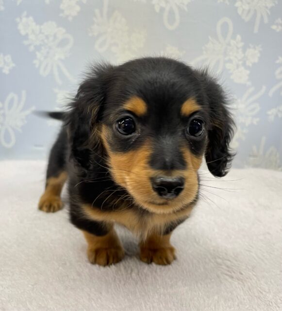 カニンヘンダックス