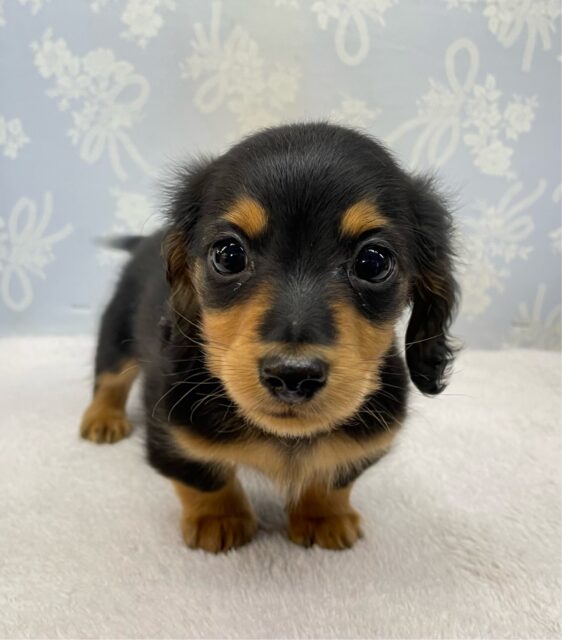 カニンヘンダックス