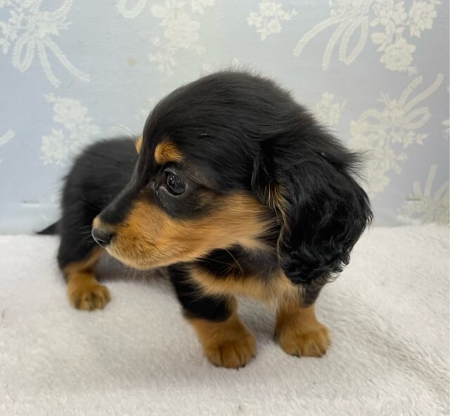 カニンヘンダックス