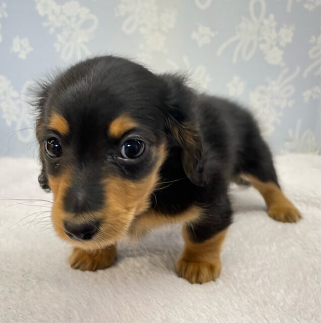 カニンヘンダックス