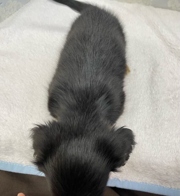 カニンヘンダックス